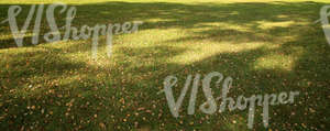 park ground with autumn leaves