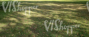 park ground with autumn leaves