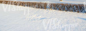 snow-covered ground with a bare hedge