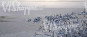 Frozen lake with snow-covered bulrushes