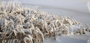 Frozen lake with snow-covered sedges