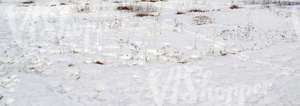 bumpy snow-covered ground with some plants and footprints