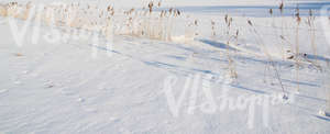 snow-covered ground with reeds