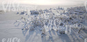 Frozen lake with snow-covered sedges