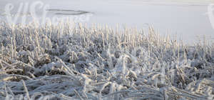 Frozen lake with snow-covered sedges