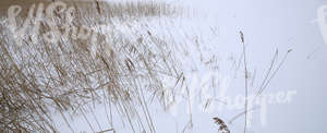 snow-covered ground with sedges