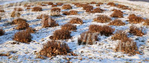 snow-covered ground with bare bushes 