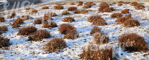 snow-covered ground with bare bushes