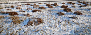 snow-covered ground with bare bushes