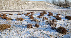 snow-covered ground with bare bushes