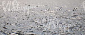 snow-covered ground with messy footprints