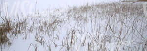 snow-covered ground with sedges