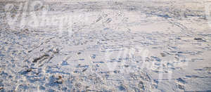 snow-covered ground with messy footprints
