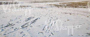 snow-covered ground with some grass ice and footprints