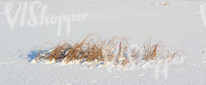 snow-covered ground with reeds