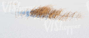 snow-covered ground with reeds