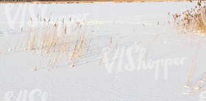 snow-covered ground with reeds