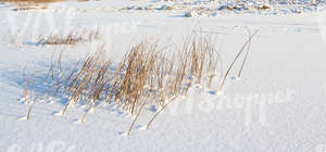 snow-covered ground with reeds