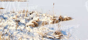 snow-covered ground with bulrushes