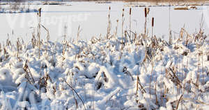 snow-covered ground with bulrushes
