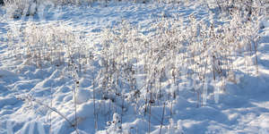 snow-covered ground with reeds