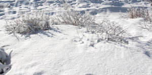 snow-covered ground with bushes