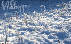 bumpy snow-covered ground with plants