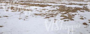 a field partially covered with snow