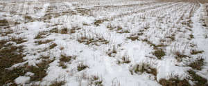 a field partially covered with snow