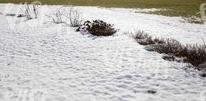 snow-covered ground with some plants