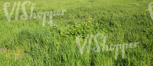 dry grass ground 