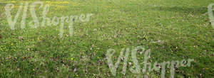 grass field with spring flowers and dry leaves