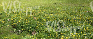 grass field with spring flowers
