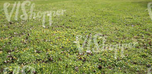 grass field with spring flowers and dry leaves