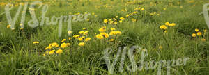 Field of grass in springtime with dandelions