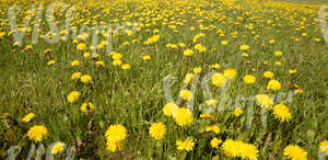 Field of grass in springtime with dandelions