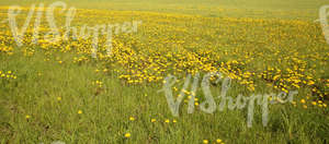 Field of grass in springtime with dandelions
