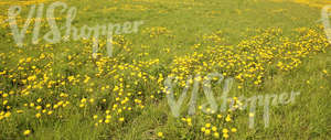 Field of grass in springtime with dandelions