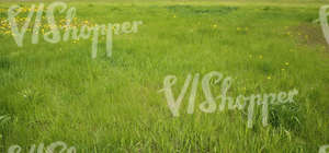 Field of grass in springtime with dandelions