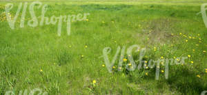 Field of grass in springtime with dandelions