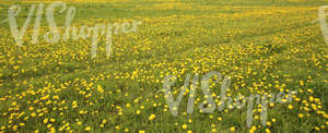 Field of grass in springtime with dandelions