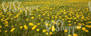 Field of grass in springtime with dandelions