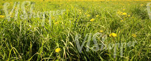 Field of grass in springtime with dandelions