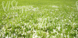 grass field with fallen blossoms