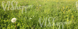 grass field with dandelions up close