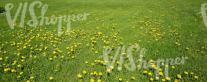 grass field with dandelions