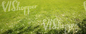 grass field with fallen blossoms