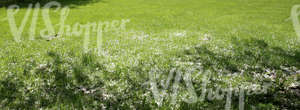 grass field with fallen blossoms