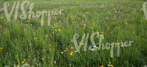 grass field with dandelions