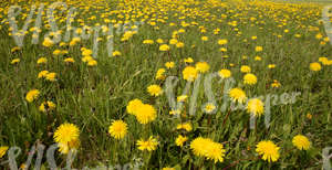 Field of grass with dandelions